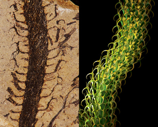 Illustration for article titled An Incredibly Life-Like Reconstruction Of A 400 Million-Year-Old Plant